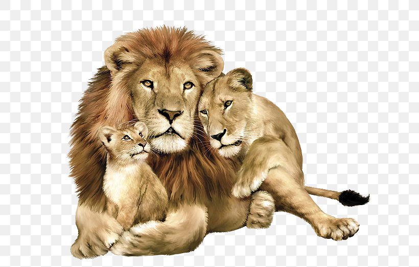 Lion Clip Art, PNG, 1331x916px, Lion, Big Cats, Carnivoran, Cat Like Mammal, Fur Download Free