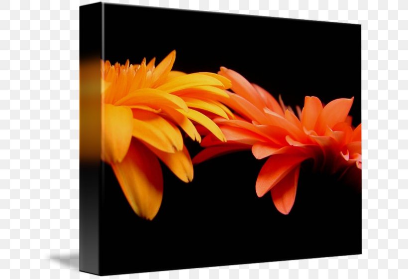Transvaal Daisy Gallery Wrap Orange Canvas Art, PNG, 650x560px, Transvaal Daisy, Art, Canvas, Common Daisy, Daisy Family Download Free