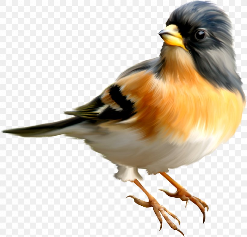 Bird Greater Adjutant Icon, PNG, 1070x1029px, Bird, Beak, Brambling, Drawing, Editing Download Free
