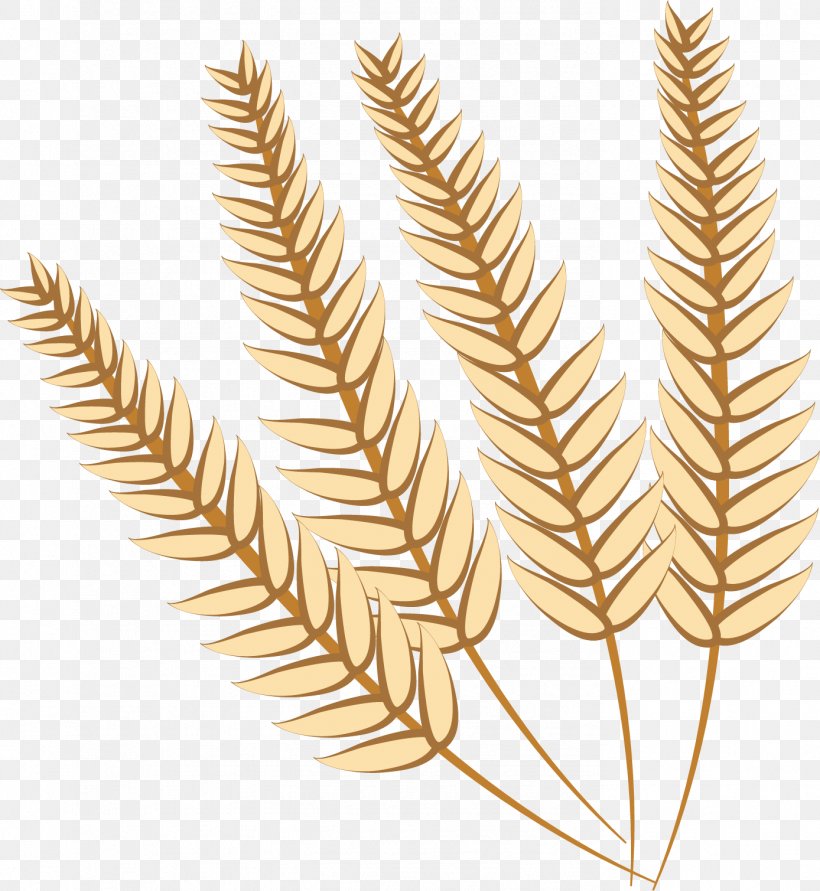 Food Grain Wheat, PNG, 1388x1509px, Food Grain, Artworks, Commodity, Food, Grass Family Download Free