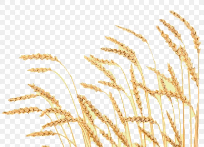 Wheat Food Cereal Mormonism The Church Of Jesus Christ Of Latter-day Saints, PNG, 850x616px, Wheat, Bread, Cereal, Cereal Germ, Close Up Download Free