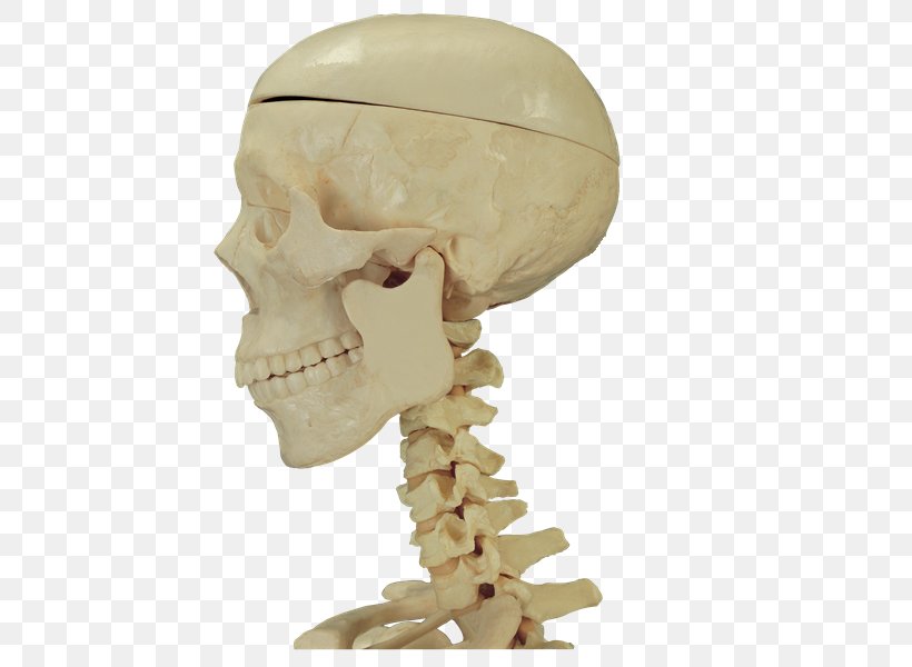 Bone Skull Human Anatomy, PNG, 600x600px, Watercolor, Cartoon, Flower, Frame, Heart Download Free