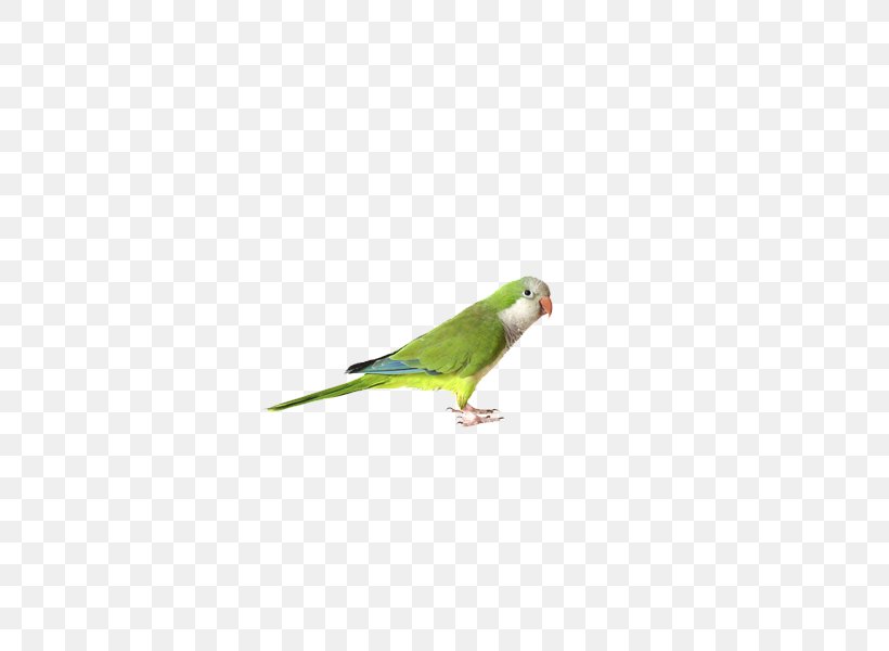 Budgerigar Parrot Cockatiel Bird Finch, PNG, 600x600px, Budgerigar, Beak, Bird, Cage, Cockatiel Download Free