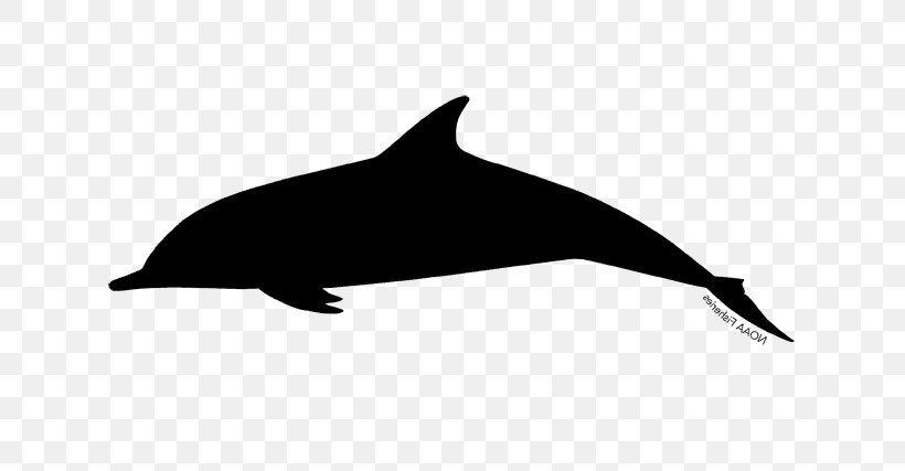 Common Bottlenose Dolphin Short-beaked Common Dolphin White-beaked Dolphin Tucuxi Rough-toothed Dolphin, PNG, 640x427px, Common Bottlenose Dolphin, Animal Figure, Beak, Bottlenose Dolphin, Cetacea Download Free