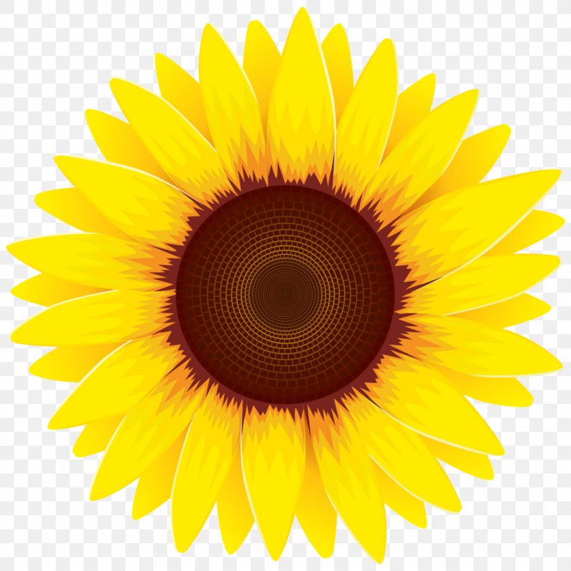 Common Sunflower Stock Photography Desktop Wallpaper, PNG, 1024x1024px, Common Sunflower, Close Up, Daisy Family, Depositphotos, Drawing Download Free