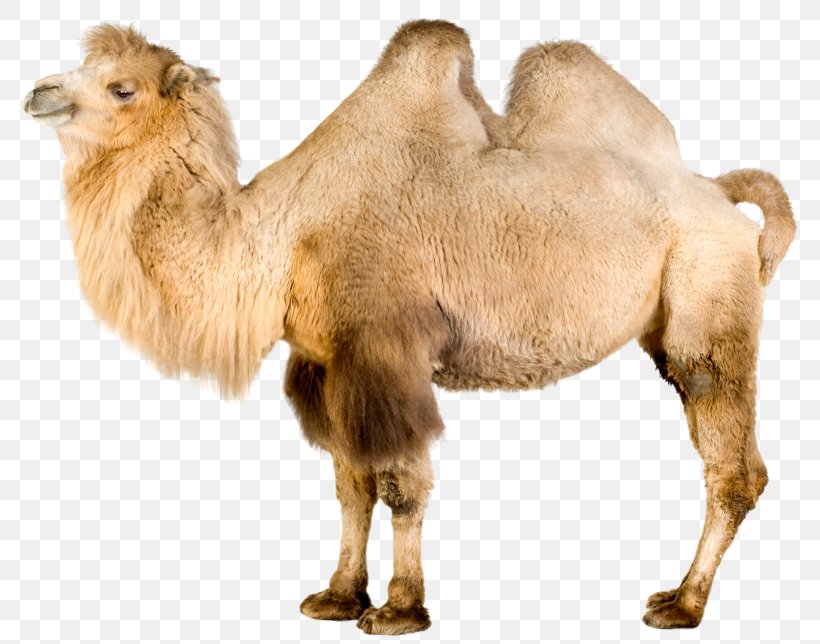 Dromedary Bactrian Camel Stock Photography Image Royalty-free, PNG, 800x644px, Dromedary, Arabian Camel, Bactrian Camel, Camel, Camel Like Mammal Download Free