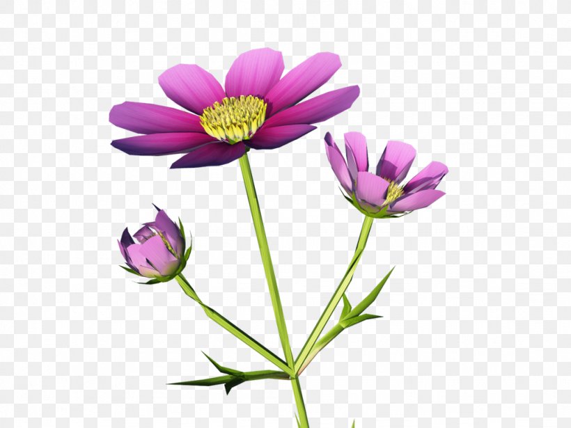 Garden Cosmos Anemone Annual Plant Desktop Wallpaper Herbaceous Plant, PNG, 1024x768px, Garden Cosmos, Anemone, Annual Plant, Aster, Chrysanthemum Download Free