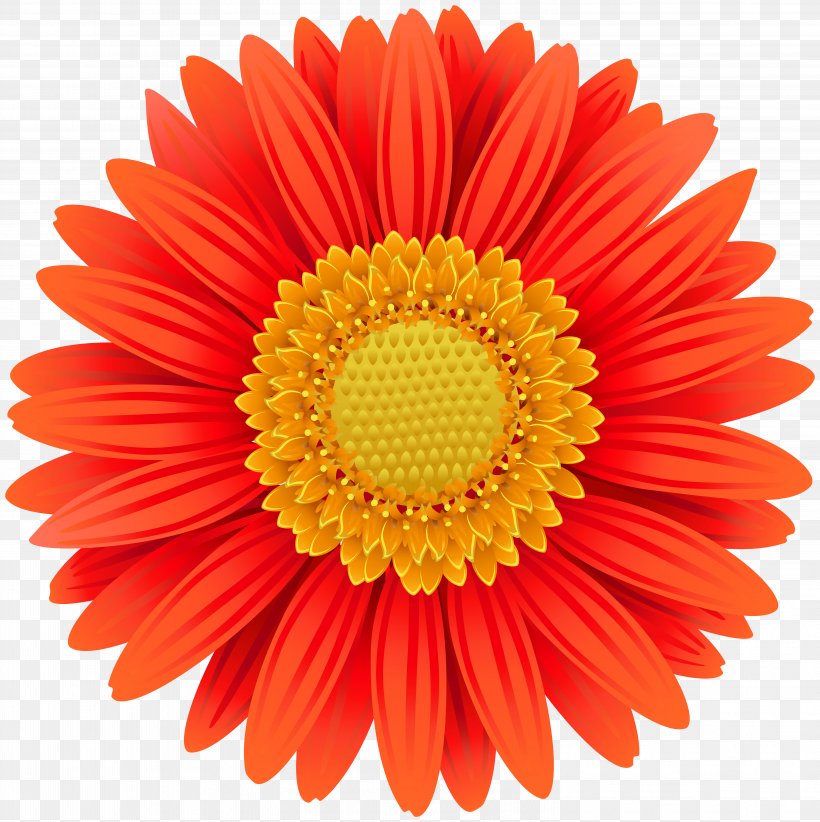 Transvaal Daisy Flower Common Daisy Clip Art, PNG, 5984x6000px, Transvaal Daisy, Aster, Chrysanthemum, Chrysanths, Color Download Free