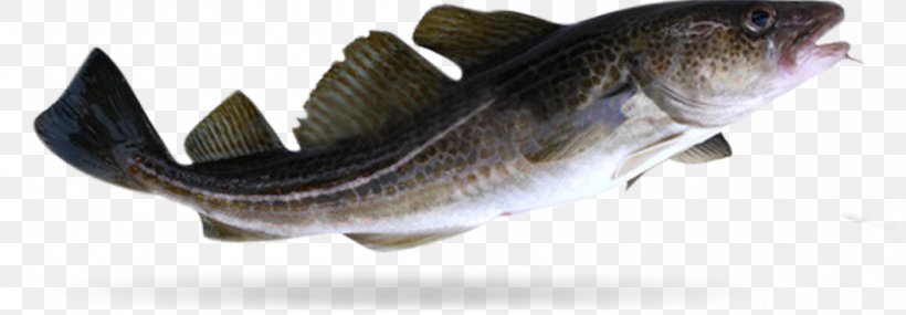 Atlantic Cod Fish Food Japanese Eel, PNG, 1052x366px, Atlantic Cod, Animal Figure, Bass, Bony Fish, Burbot Download Free