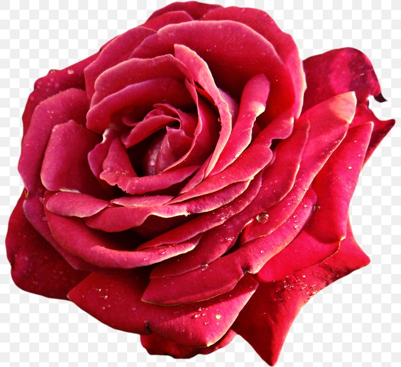 Garden Roses Cabbage Rose Beach Rose Floribunda Floral Emblem, PNG, 800x750px, Garden Roses, Beach Rose, Cabbage Rose, China Rose, Close Up Download Free
