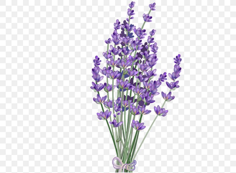 Lavender Flower Clip Art, PNG, 445x603px, Lavender, Art, Art Blog, Color, Cut Flowers Download Free