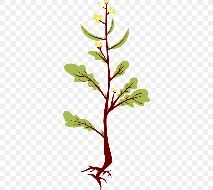 Mustard Plant Brassica Juncea Clip Art, PNG, 700x734px, Mustard Plant, Barbarea, Botany, Branch, Brassica Download Free