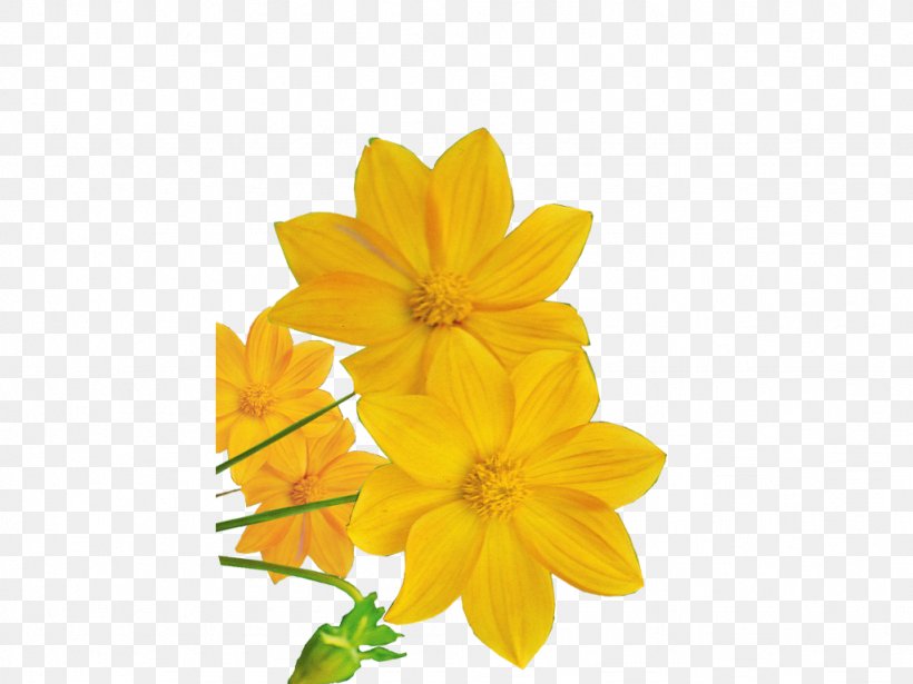 Flowering Plant Orange Yellow, PNG, 1024x768px, Flower, Adobe Systems, Blog, Blogger, Flowering Plant Download Free