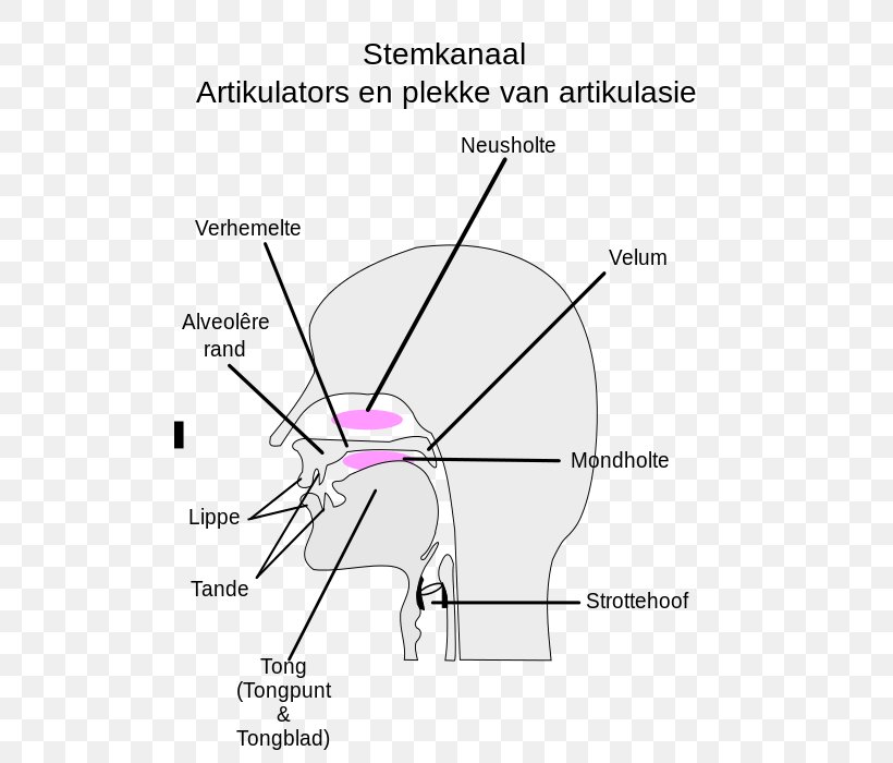 Place Of Articulation Pronunciation Linguistics Phonetics, PNG, 500x700px, Watercolor, Cartoon, Flower, Frame, Heart Download Free