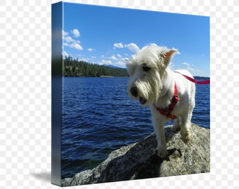 West Highland White Terrier Dog Breed Companion Dog Snout, PNG, 639x650px, West Highland White Terrier, Breed, Companion Dog, Dog, Dog Breed Download Free