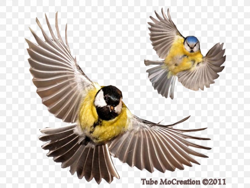 Bird Clip Art Digital Image Vector Graphics, PNG, 1024x768px, Bird, Animal, Beak, Blog, Digital Image Download Free
