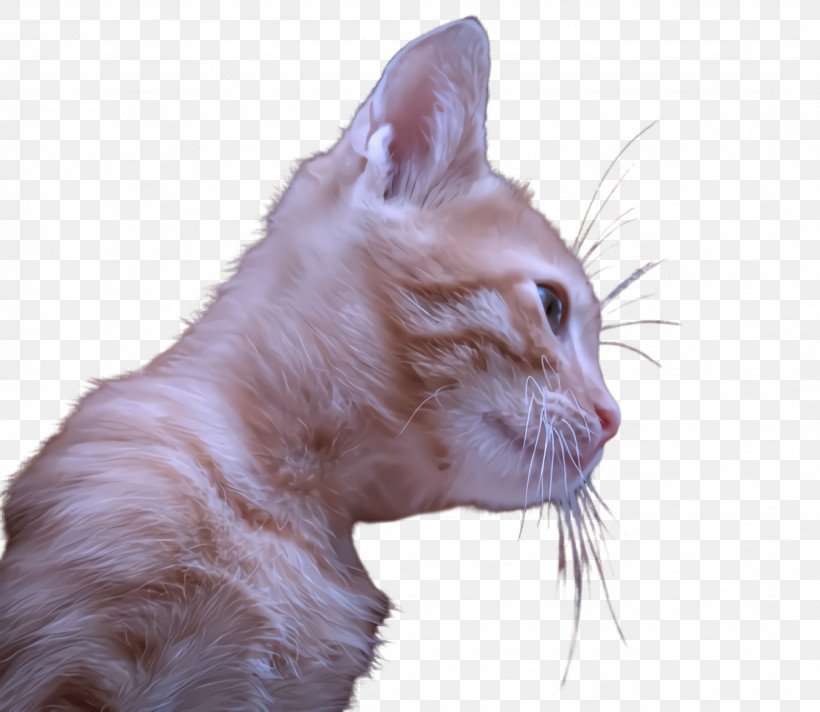 Cat Small To Medium-sized Cats Whiskers Head Nose, PNG, 2144x1864px, Cat, Head, Nose, Small To Mediumsized Cats, Snout Download Free