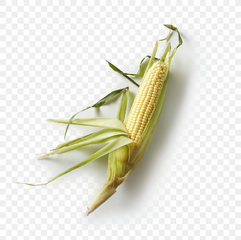 Corn On The Cob Latin American Cuisine Mexican Cuisine Maize Hominy, PNG, 900x894px, Corn On The Cob, Brand, Commodity, Flavor, Food Download Free