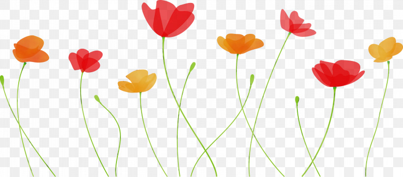 Flower Plant Petal Coquelicot Tulip, PNG, 3000x1320px, Poppy Flower, Bud, Coquelicot, Corn Poppy, Flower Download Free