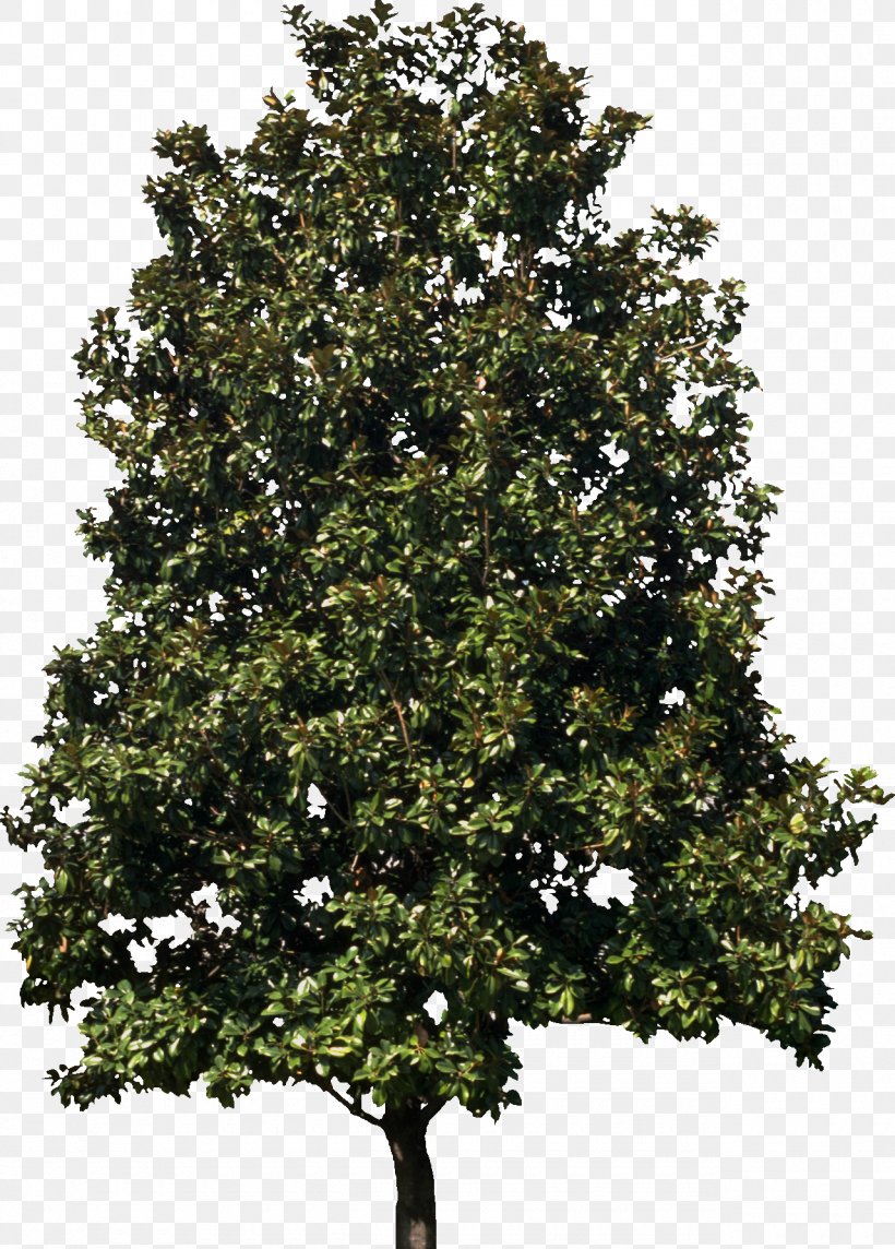 Maraschino Cherry Tree Fir, PNG, 1280x1786px, Maraschino Cherry, Branch, Can, Cherry, Conifers Download Free