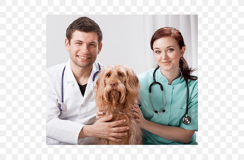 Veterinarian Cat Bichon Frise Paraveterinary Worker Maltese Dog, PNG, 510x540px, Veterinarian, Animal Euthanasia, Bichon, Bichon Frise, Cat Download Free