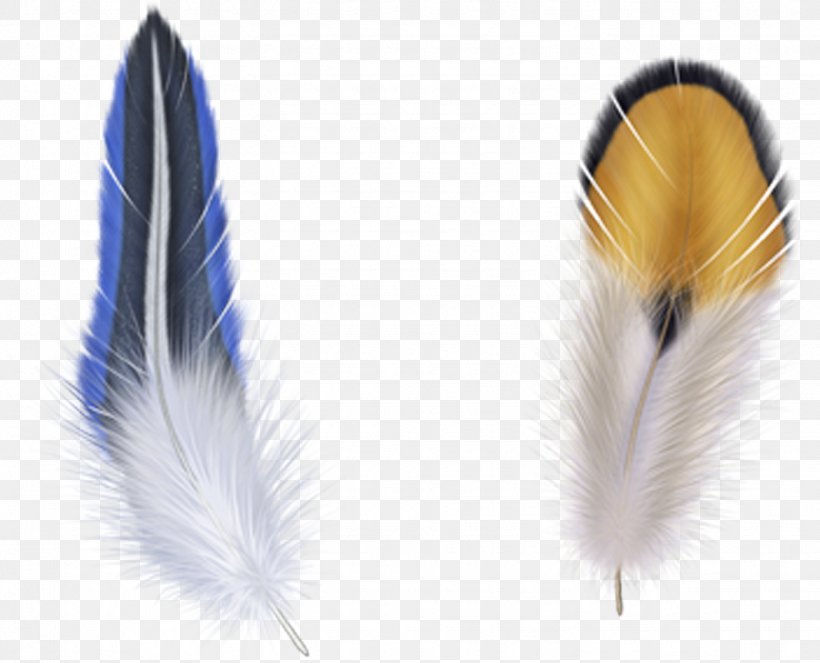 Bird Feather Clip Art, PNG, 1533x1241px, Bird, Drawing, Feather, Image File Formats, Photography Download Free