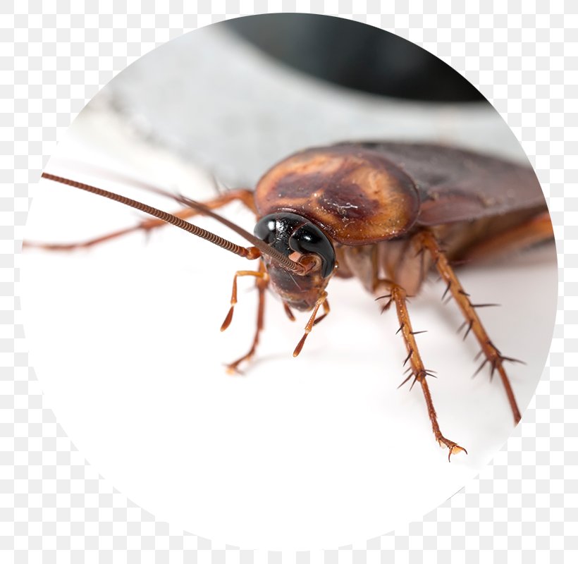 Cockroach Blattodea Pest Control Insect, PNG, 800x800px, Cockroach, American Cockroach, Arthropod, Blattodea, Brownbanded Cockroach Download Free