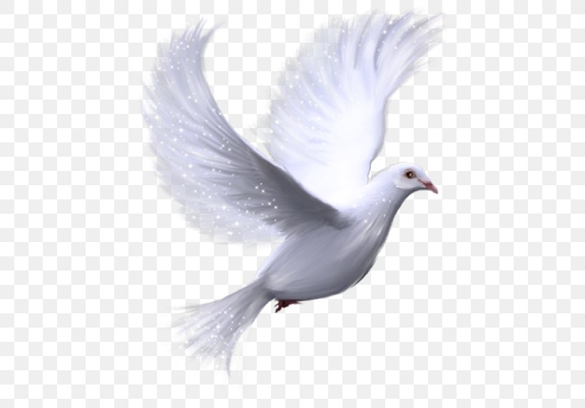 Columbidae Doves As Symbols Clip Art, PNG, 450x573px, Columbidae, Beak, Bird, Color, Doves As Symbols Download Free