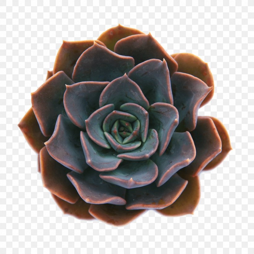 Echeveria Elegans Succulent Plant Hardy Succulents: Tough Plants For Every Climate Leaf, PNG, 1024x1024px, Echeveria Elegans, Cactaceae, Caralluma Crenulata, Echeveria, Echeveria Runyonii Download Free