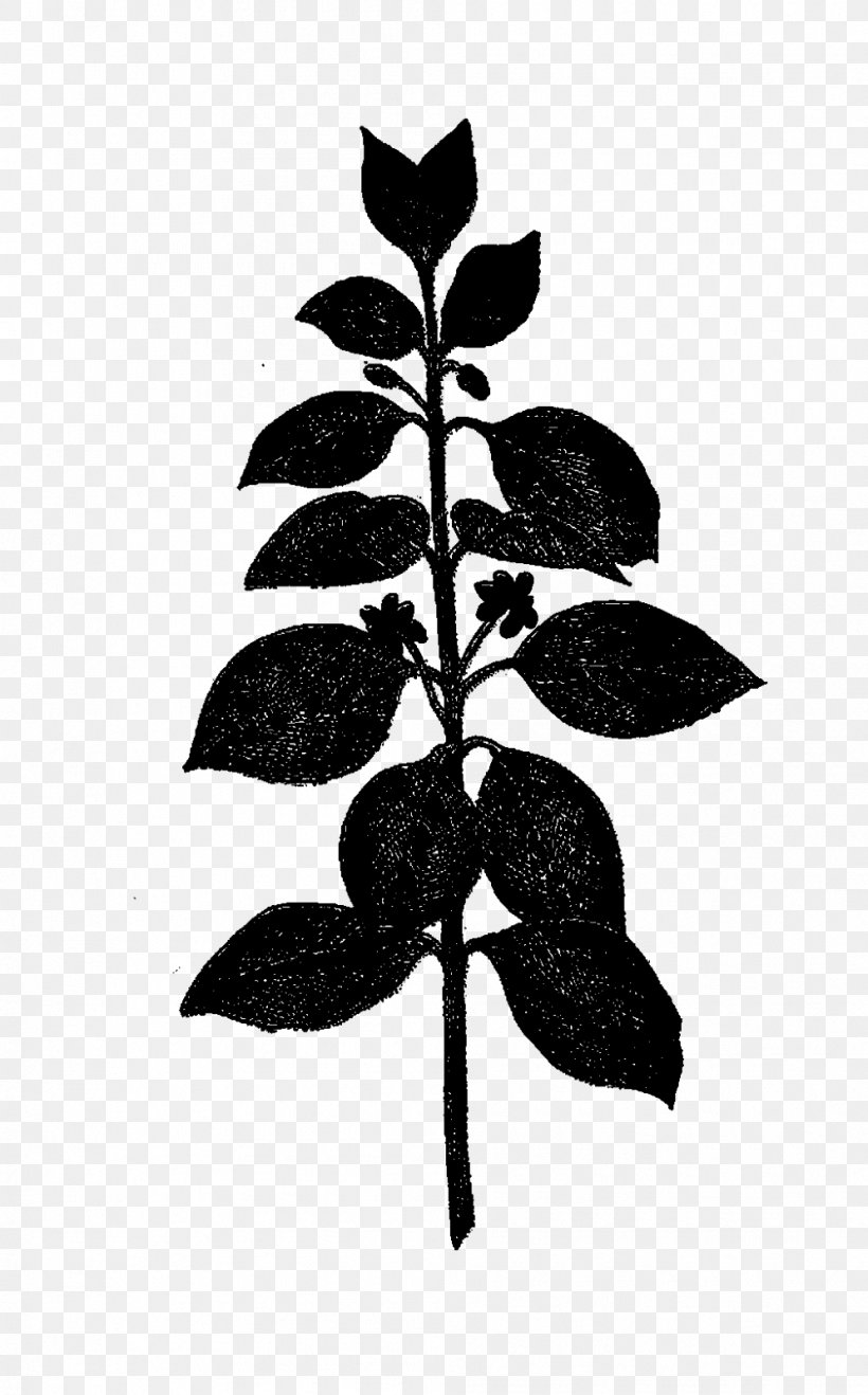 Leaf Plant Stem Silhouette Branching Plants, PNG, 995x1600px, Leaf, Blackandwhite, Botany, Branch, Branching Download Free