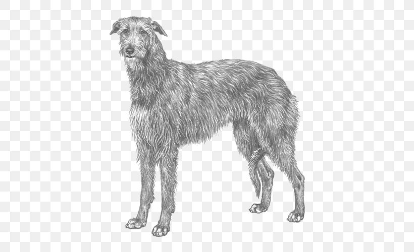 Silken Windhound Scottish Deerhound Lurcher American Staghound Afghan Hound, PNG, 500x500px, Silken Windhound, Afghan Hound, American Staghound, Bernese Mountain Dog, Black And White Download Free