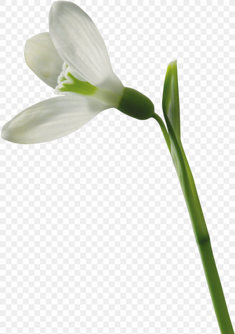 Snowdrop Flower, PNG, 2095x2973px, Snowdrop, Bud, Color, Computer Software, Flora Download Free