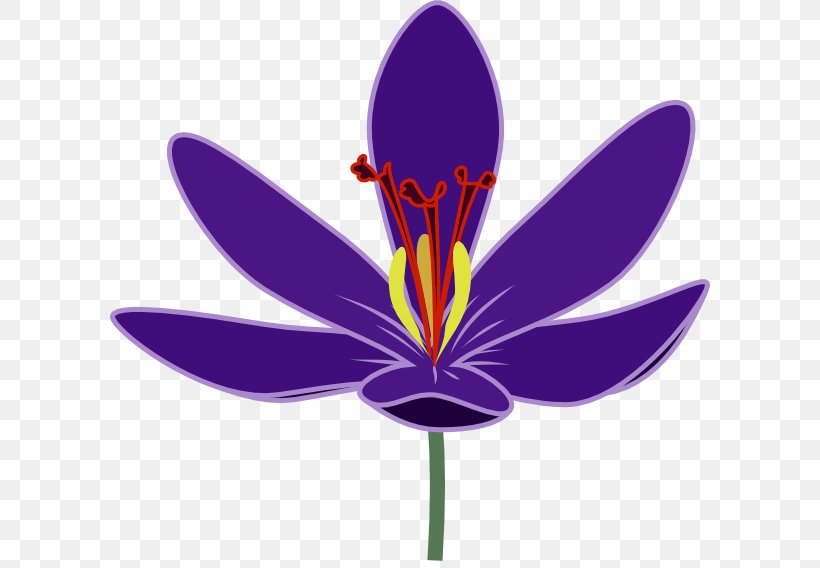 Crocus Vernus Flower Clip Art, PNG, 600x568px, Crocus Vernus, Color, Crocus, Drawing, Flower Download Free