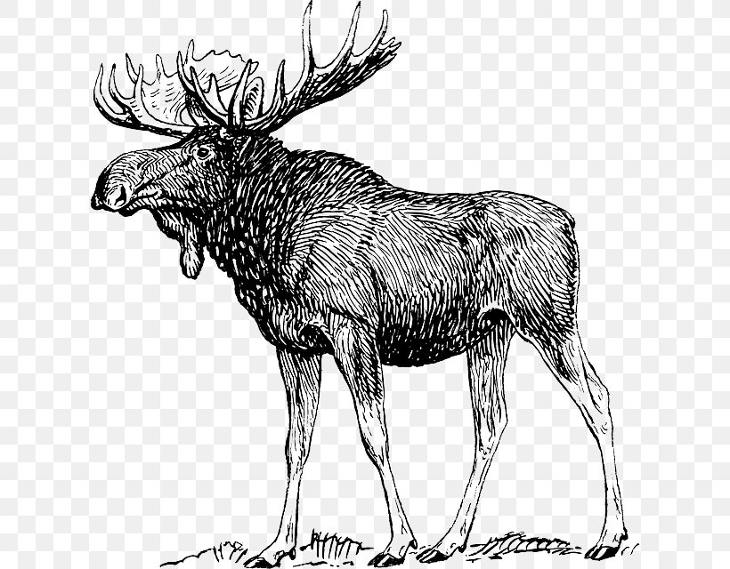 Deer Human Body Anatomy Elk Muscle, PNG, 616x640px, Watercolor, Cartoon, Flower, Frame, Heart Download Free