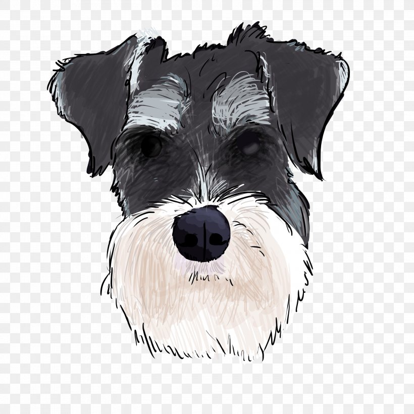 Miniature Schnauzer Standard Schnauzer Schnoodle Lakeland Terrier Dog Breed, PNG, 3000x3000px, Miniature Schnauzer, Breed, Carnivoran, Coat, Dog Download Free