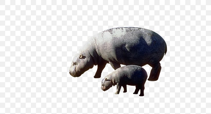 Pygmy Hippopotamus The Hippopotamus, PNG, 708x444px, Pygmy Hippopotamus, Animal, Choeropsis, Fauna, Hexaprotodon Download Free