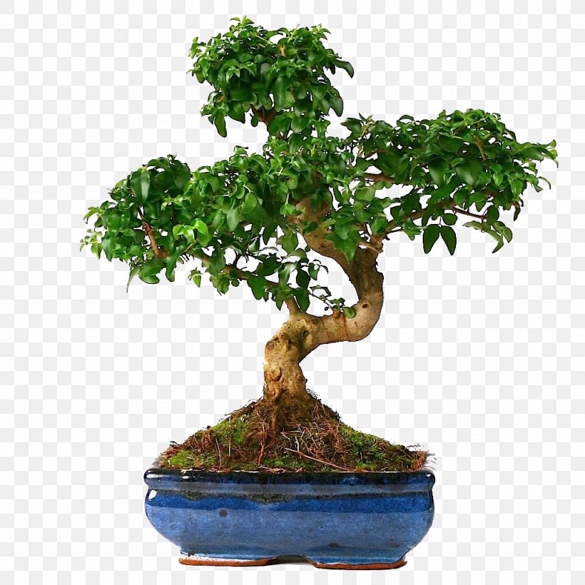 Bonsai Tree Houseplant Sageretia Theezans Chinese Elm, PNG, 1024x1024px, Bonsai, Chinese Elm, Elm, Flowerpot, Garden Download Free