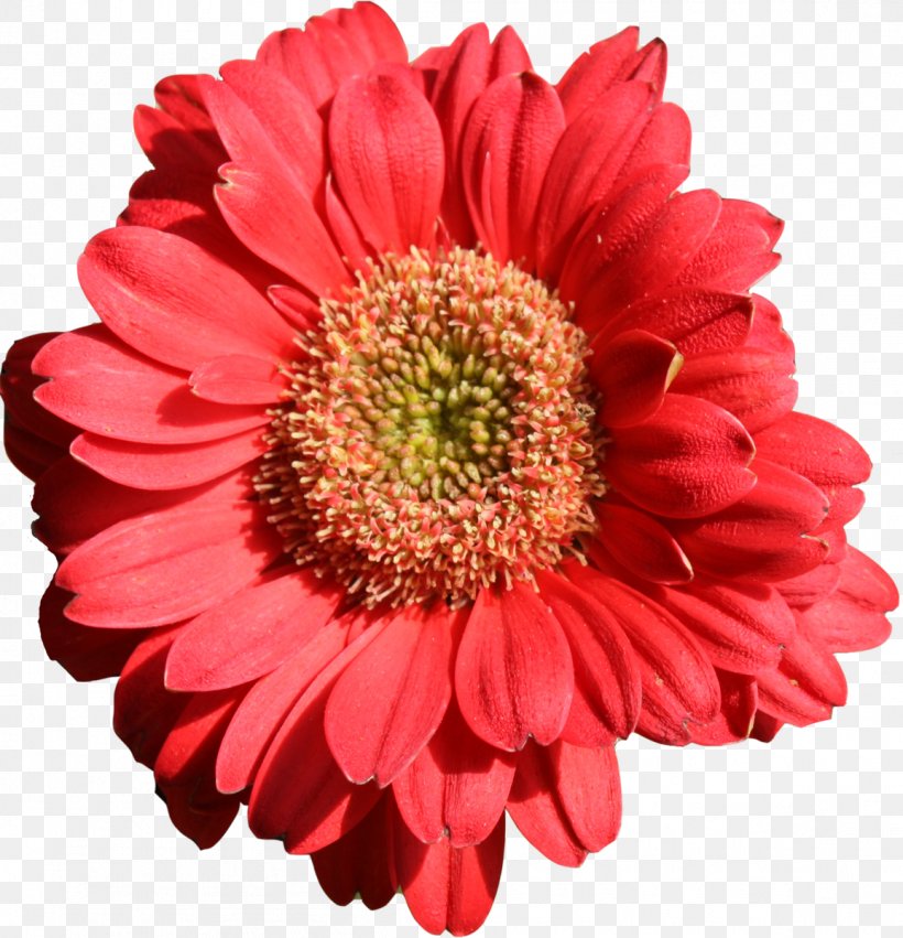 Flower Transvaal Daisy Orange Petal Daisy Family, PNG, 1156x1200px, Flower, Annual Plant, Blanket Flowers, Blue, Chrysanthemum Download Free
