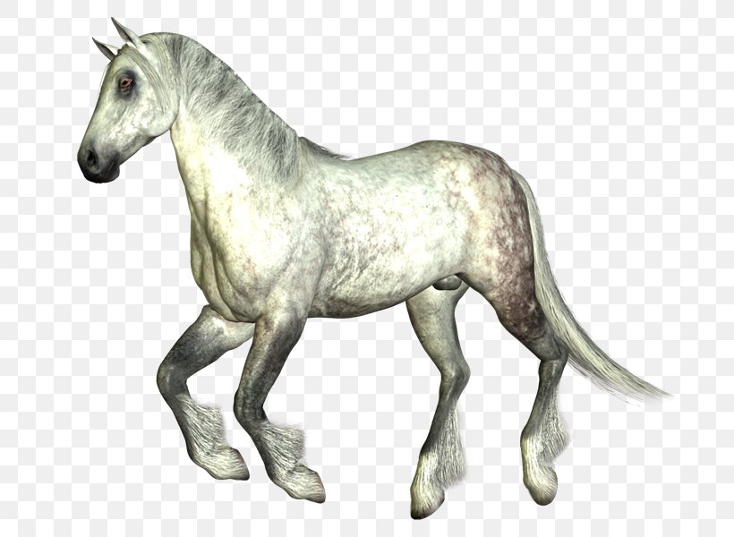 Foal Mustang Pony Mane Stallion, PNG, 800x600px, Foal, Animal, Animal Figure, Colt, Halter Download Free