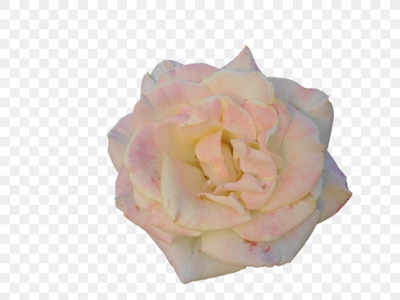 Garden Roses Cabbage Rose Cut Flowers Petal Pink M, PNG, 1500x1125px, Garden Roses, Cabbage Rose, Cut Flowers, Flower, Flowering Plant Download Free