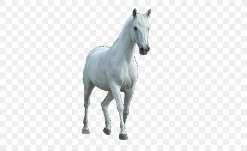 Horse RGB Color Model, PNG, 500x500px, Horse, Colt, Computer Software, Data Compression, Foal Download Free
