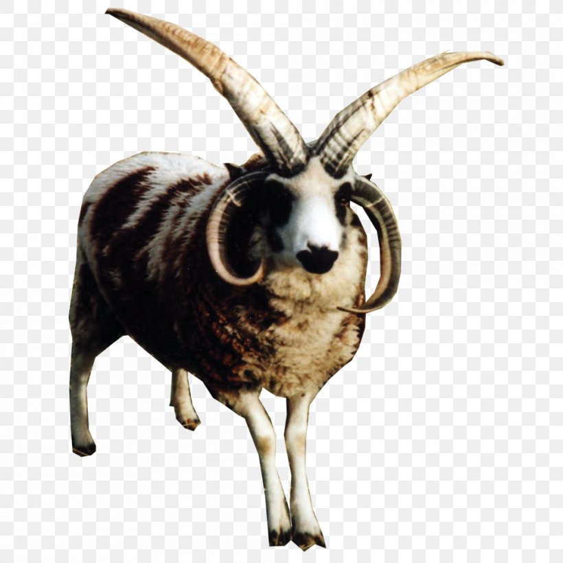 Jacob Sheep Racka Argali Goat Soay Sheep, PNG, 1000x1000px, Jacob Sheep, Argali, Barbary Sheep, Bighorn Sheep, Breed Download Free