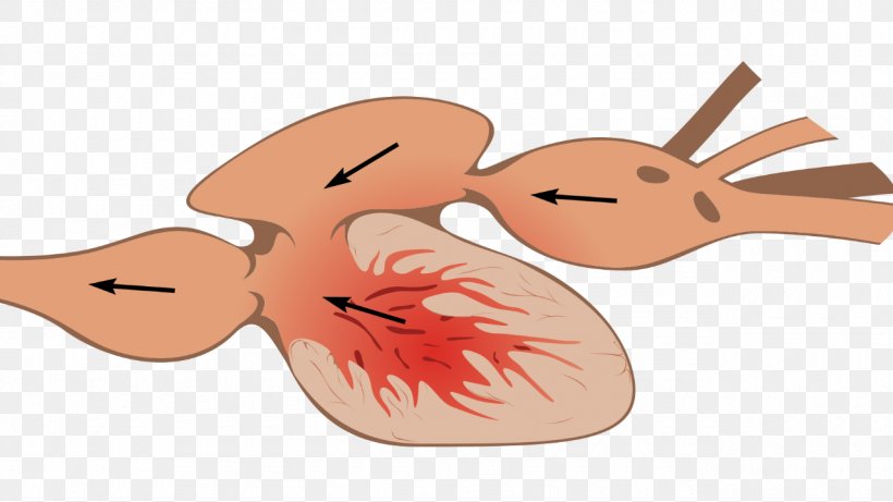 Vertebrate Fish Anatomy Heart, PNG, 1280x720px, Watercolor, Cartoon, Flower, Frame, Heart Download Free