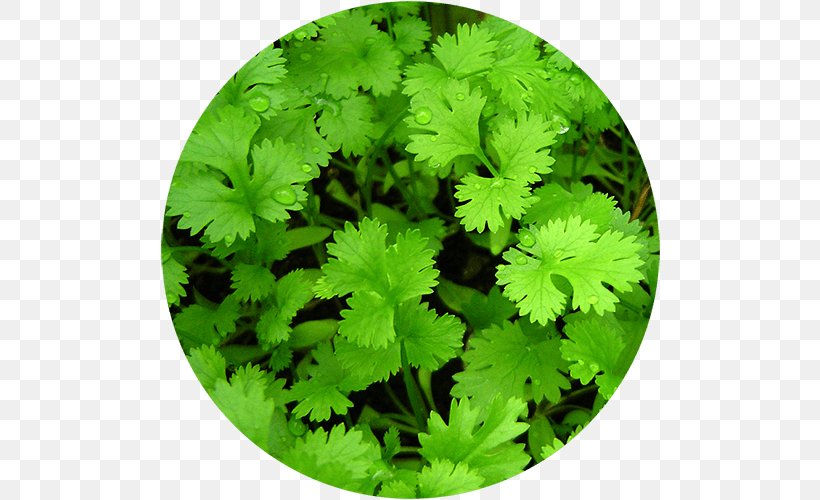 Vietnamese Coriander Herb Plant Chervil, PNG, 500x500px, Coriander, Carminative, Chervil, Chives, Culantro Download Free