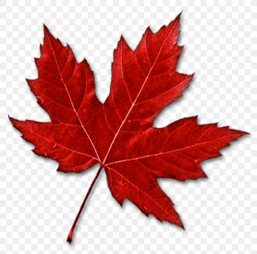 Canada Maple Leaf Clip Art, PNG, 850x841px, Canada, Flag Of Canada, Flowering Plant, Green, Leaf Download Free
