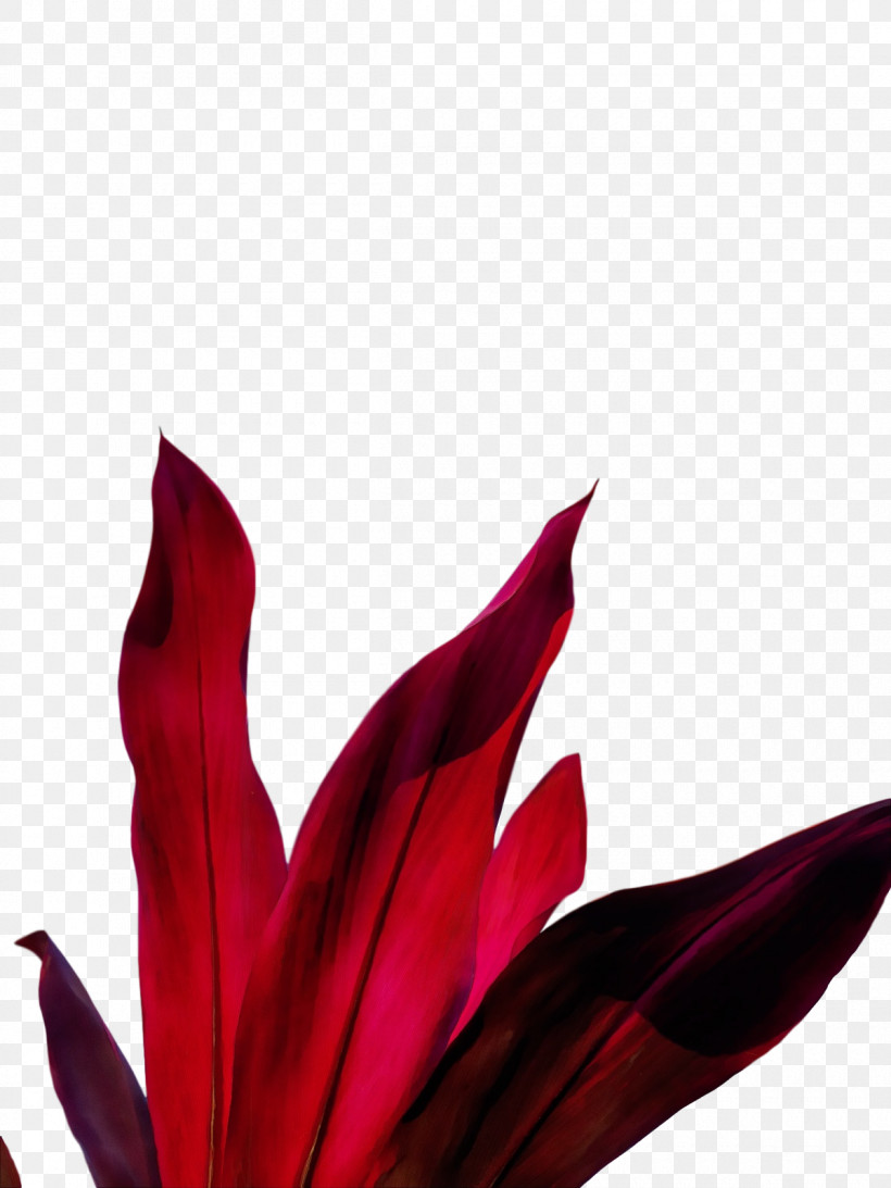 Flower Leaf Petal Red Plants, PNG, 1200x1600px, Watercolor, Biology, Flower, Leaf, Paint Download Free