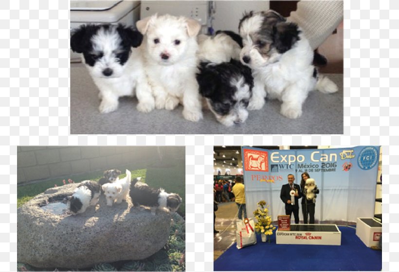 Havanese Dog Morkie Maltese Dog Shih Tzu Schnoodle, PNG, 750x561px, Havanese Dog, Breed, Carnivoran, Companion Dog, Dog Download Free