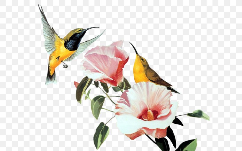 Hummingbird Desktop Wallpaper, PNG, 600x514px, Hummingbird, Art, Beak, Bird, Drawing Download Free