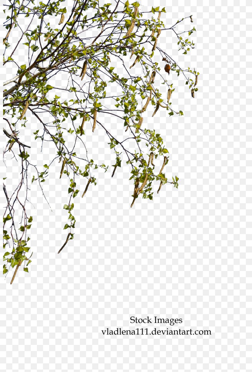 Paper Birch Branch Tree Plant Twig, PNG, 800x1208px, Paper Birch, Aximas Brussels, Birch, Branch, Catkin Download Free