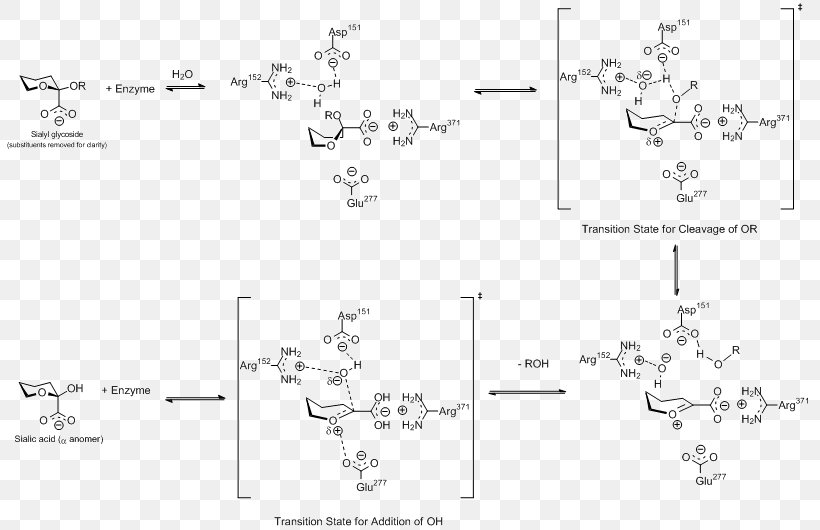 Viral Neuraminidase Neuraminidase Inhibitor Sialic Acid Influenza, PNG, 807x530px, Neuraminidase, Antigenic Drift, Area, Black And White, Diagram Download Free